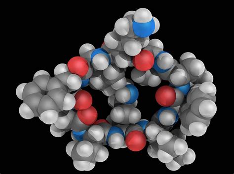 Gramicidin S Drug Molecule #5 Photograph by Laguna Design/science Photo Library - Pixels