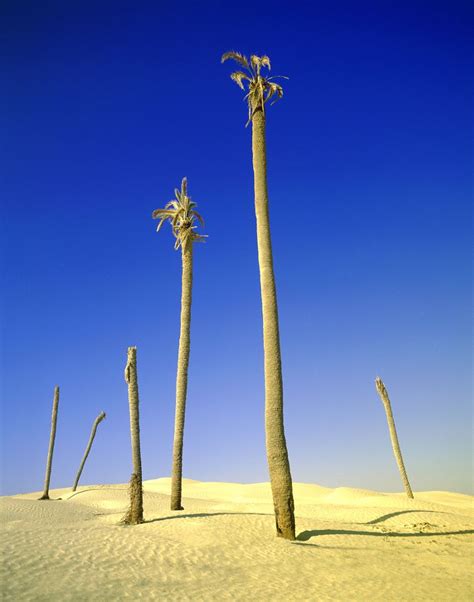 Dead palm trees at The Great Dune. Douz, Tunisa | Palm trees, Dune ...