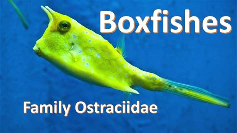 A quick guide to identifying the boxfish species - YouTube