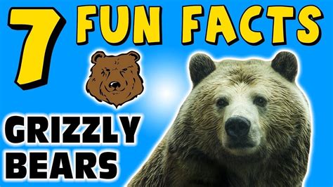 7 FUN FACTS ABOUT GRIZZLY BEARS! BEAR FACTS FOR KIDS! Claws! Fur! Learning Colors! Funny Sock ...