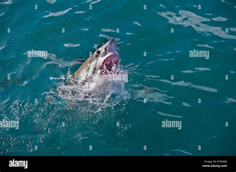 South Africa, False Bay, Shark cage diving, Great White Shark ...