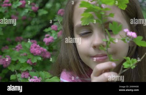 Girl smelling a branch of a cherry blossom tree in a park in spring time Stock Video Footage - Alamy