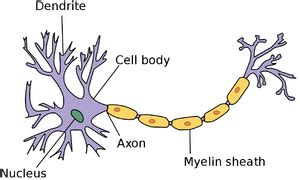 Axon - Key Stage Wiki