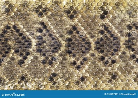 Texas Diamondback Rattle Snake Skin Stock Image - Image of venomous, skin: 151437481