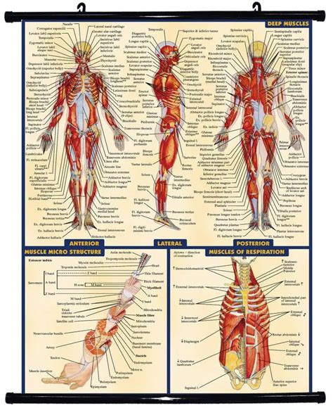 The Human Muscular System Laminated Anatomy Chart Sistema Muscular | My XXX Hot Girl