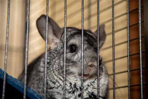 10 Best Chinchilla Cages 2023 | Critters Aplenty