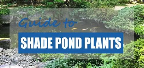 13 Shade Loving Plants for Around Ponds [Updated] - Pond Informer