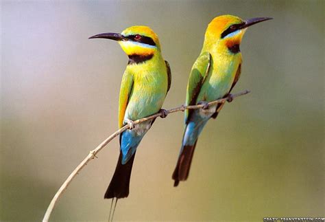 Animals Zoo Park: 7 Beautiful Birds Wallpapers for Beautiful Desktop