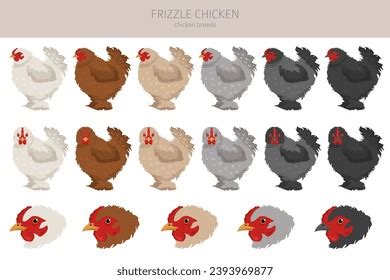 Frizzle Chicken Breeds Clipart Poultry Farm Stock Vector (Royalty Free) 2393969877 | Shutterstock