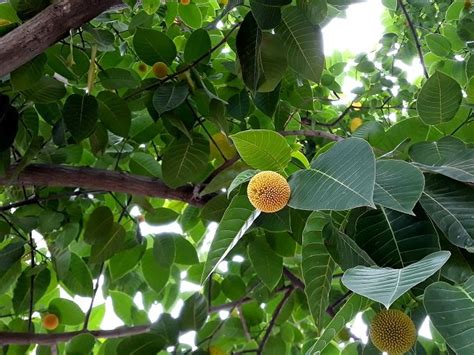 12 Surprising benefits of Kadamba Tree or Neolmarckia cadamba - Nutrition Vistas