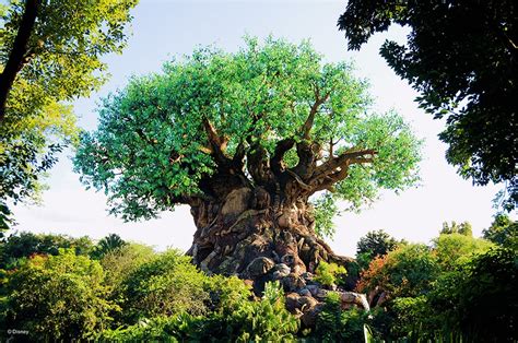 Disney tree of life - ratgola