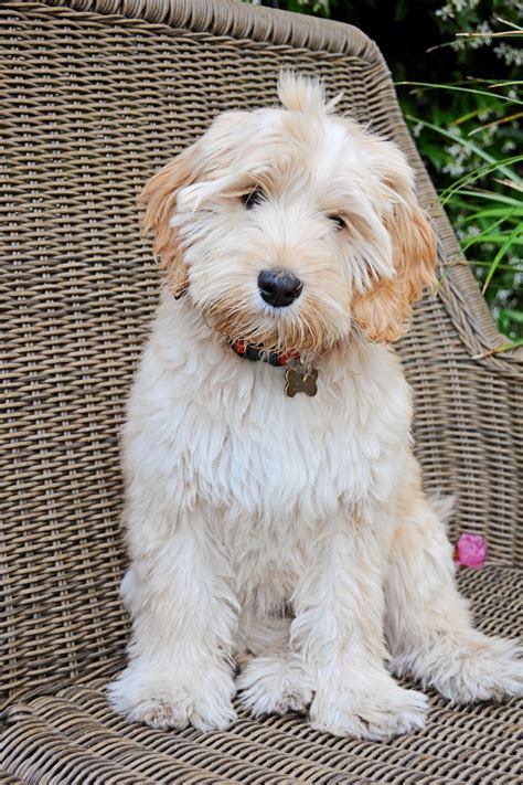 Our medium Australian Labradoodle puppy "Bella" at 3-1/2 months. Cutest ...