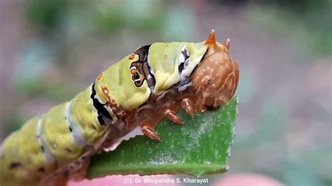 Citrus Butterfly Larva can finish leaf in one minute | Dr. Bhupendra S. Kharayat - YouTube