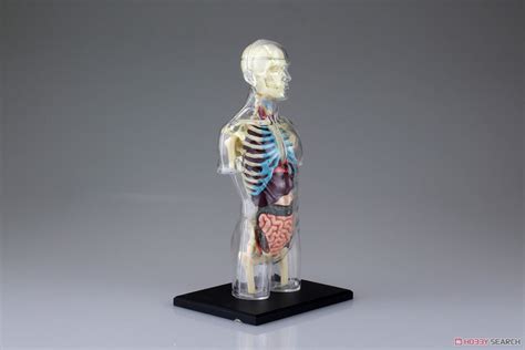 Body Anatomy Skeleton Model (Plastic model) Item picture6