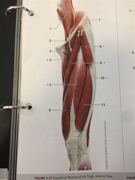 leg muscles (front) Diagram | Quizlet