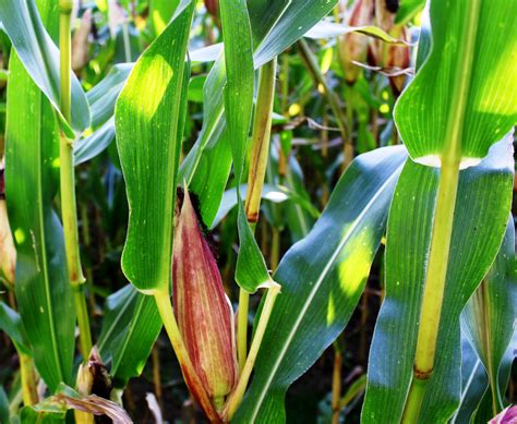 Gambar : menanam, daun, bunga, makanan, Jagung, botani, Daun-daun, ladang jagung, sereal ...