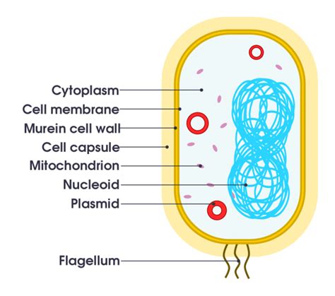 Labelled Diagram Of Bacteria