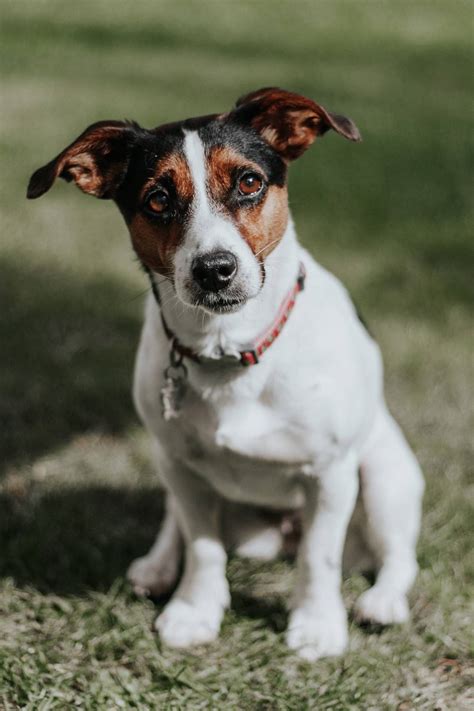 Razas de perros pequeños: las 20 mejores para tener como mascotas