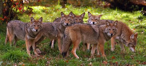 Do Coyotes Travel in Packs in Real Life