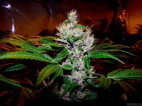 Strain-Galerie: Heavy Duty Haze (Clone Only Strains) PIC #16090993731955596 von Farma