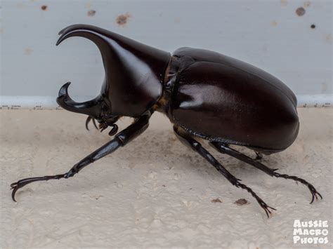 Breeding Rhinoceros Beetles - Little Buggers - Aussie Macro Photos