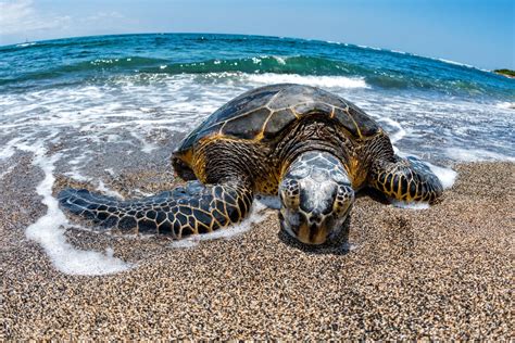 Top 4 Reasons for Sea Turtles Endangerment - MyStart