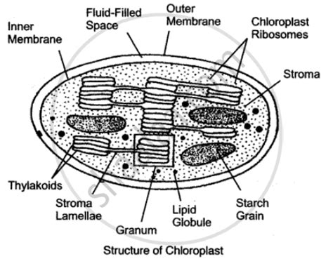 Draw a Neat and Well-labeled Diagram of the Chloroplast. - Biology | Shaalaa.com