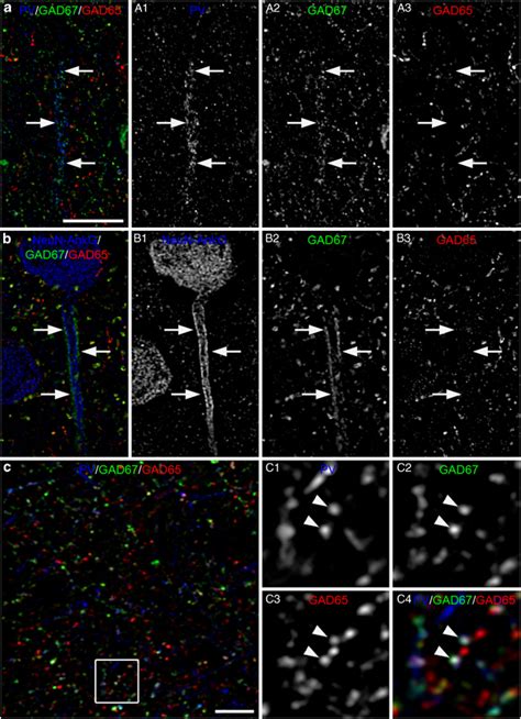 Glutamic acid decarboxylase 65 (GAD65) colocalizes with parvalbumin... | Download Scientific Diagram