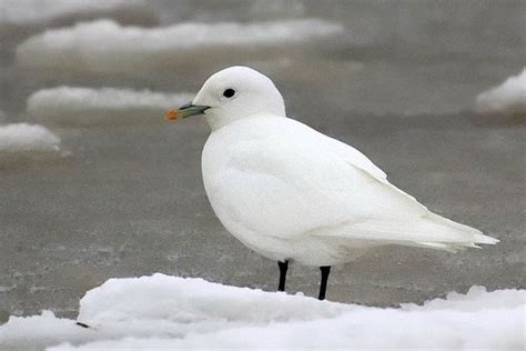 Ivory gull - Alchetron, The Free Social Encyclopedia