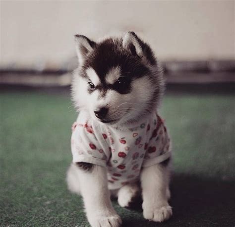 40 Pictures of Cute and Funny Husky Facial Expressions - Tail and Fur