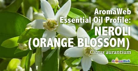 Neroli Essential Oil Uses and Benefits | AromaWeb