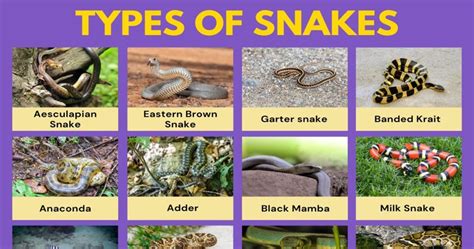 Types of Snakes: 176 Species of Snakes with Amazing Facts • 7ESL