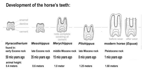 History of the Horse – Blog 04 – Eocene 4