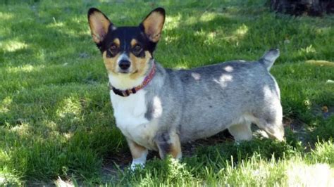 Blue Heeler Corgi Mix (AKA The Cowboy Corgi): Complete Guide