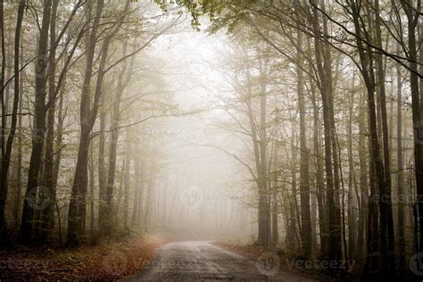 Foggy forest road 1318410 Stock Photo at Vecteezy