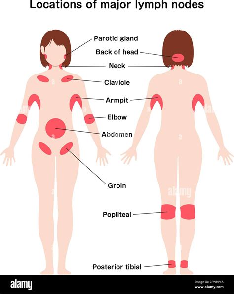 Medical malpractice A central tool that plays an important role Year lymph nodes in body ...