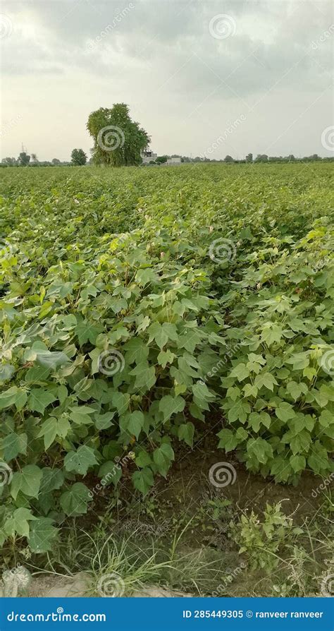 Cotton Crop Indian Farming in India Stock Image - Image of crop, indian ...