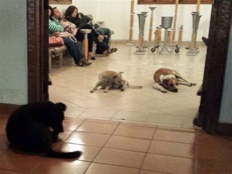 Pack of Stray Dogs Stand Guard at Animal Lover's Funeral - ABC News