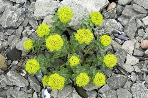 Rhodiola rosea benefits - HealthAndLife