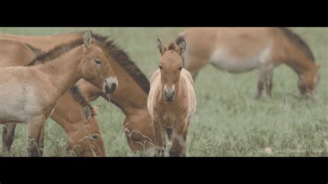 Wild Horse Conservation in Mongolia - YouTube