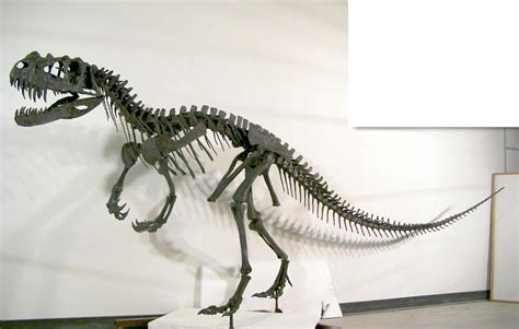 Ceratosaurus Fact Sheet, Diet, Behavior and Discovery