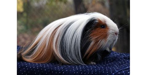 Silkie Guinea Pig: Facts, Care and Personality On This Sleek Guinea Pig Breed! | The Pets Dialogue