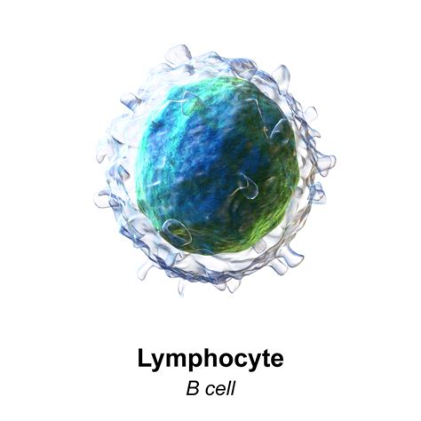 File:Blausen 0624 Lymphocyte B cell.png