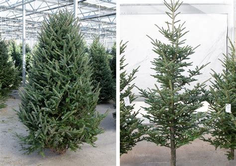 Guide to Fresh-Cut Christmas Trees | Christmas Tree Care | Mulhall's