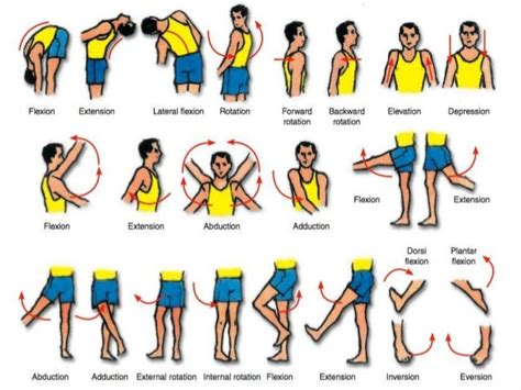 Body Movements Diagram | Quizlet