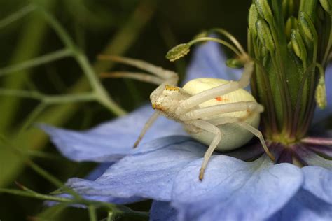 White crab spider-1 by macrojunkie on DeviantArt