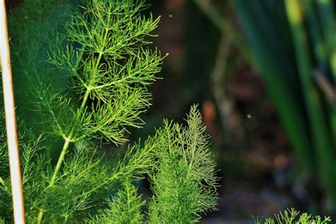 Fennel In Herb Garden Free Stock Photo - Public Domain Pictures