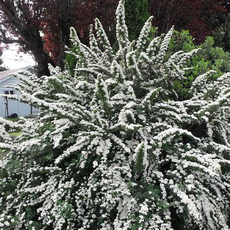 Snowmound Spirea | White flowering shrubs, Porch landscaping, Spirea