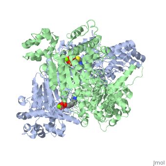 Pyruvate dehydrogenase - Proteopedia, life in 3D