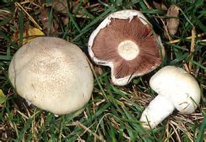 Agaricus campestris (Field mushroom)